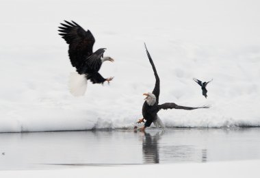 Fighting of Bald eagles (Haliaeetus leucocephalus) clipart