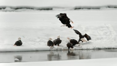 Feeding of Bald eagles (Haliaeetus leucocephalus) clipart