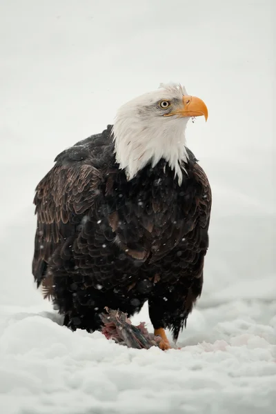 Bald Eagle feeding — Stock Photo, Image