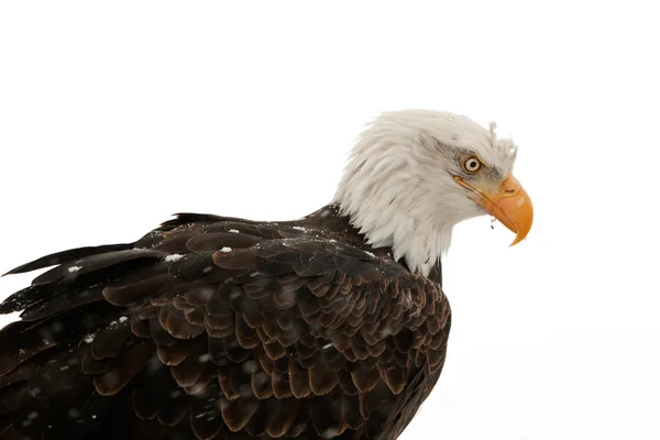 Águila calva retrato (Haliaeetus leucocephalus washingtoniensis ) — Foto de Stock