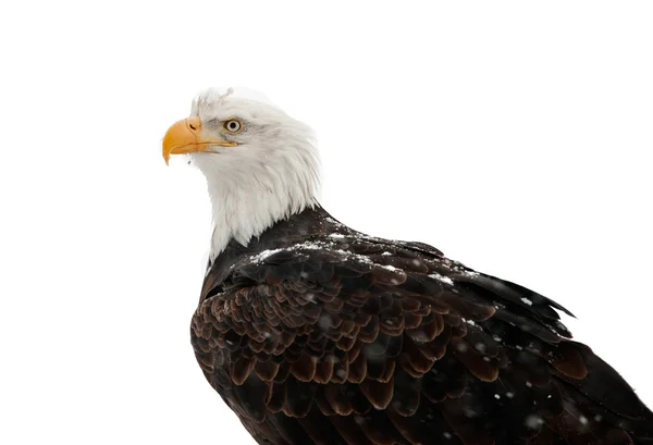 Águila calva retrato (Haliaeetus leucocephalus washingtoniensis ) — Foto de Stock