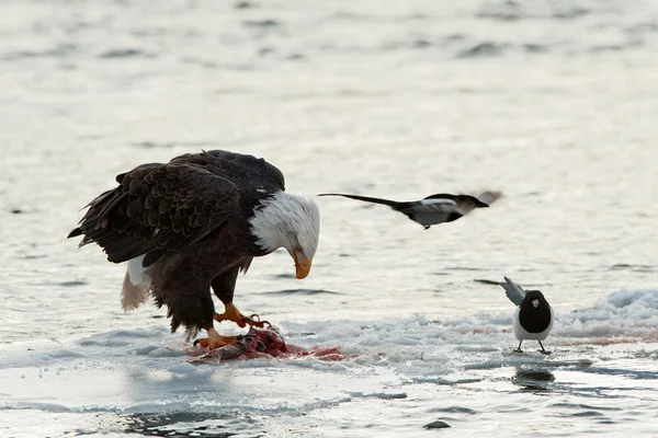 Bald eagle voeding — Stockfoto