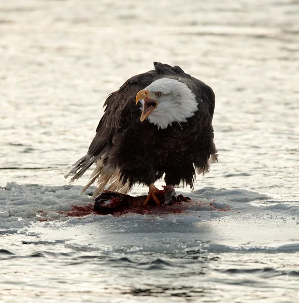 Bald eagle utfodring — Stockfoto