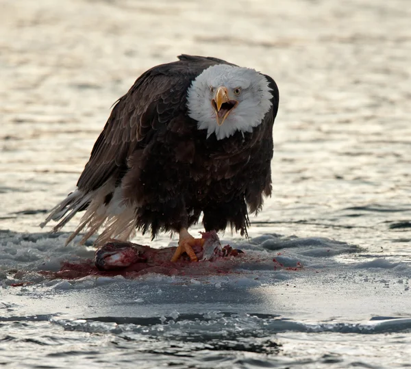 Bald Eagle feeding — Stock Photo, Image