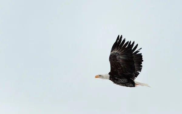 Águila calva voladora. — Foto de Stock