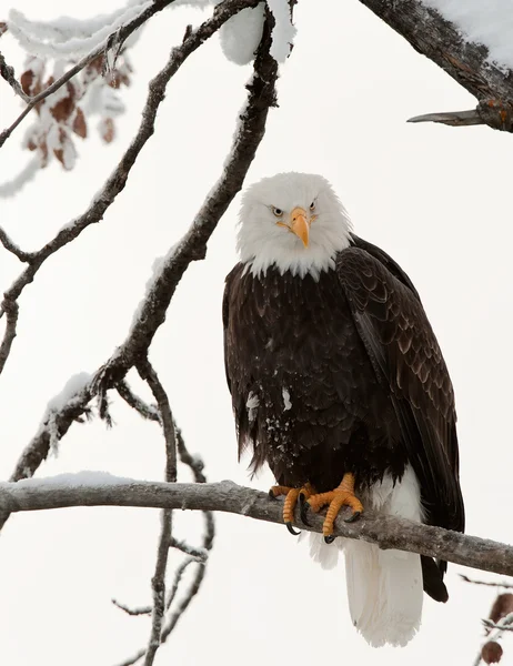 Águila calva posada en la rama — Foto de Stock