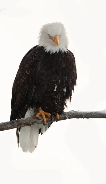 Águila calva (Haliaeetus leucocephalus washingtoniensis) se asienta en una rama . — Foto de Stock