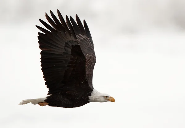 Fase de vuelo de un águila calva en vuelo sobre fondo cubierto de nieve . — Foto de Stock