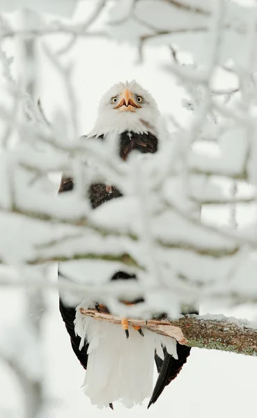 Águia careca empoleirada no ramo — Fotografia de Stock