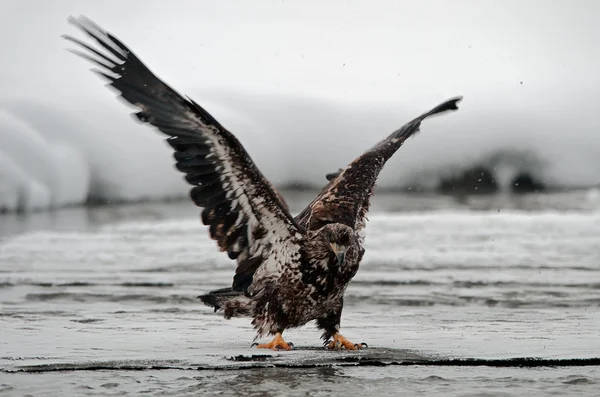 Águila (Haliaeetus leucocephalus) aterrizó — Foto de Stock