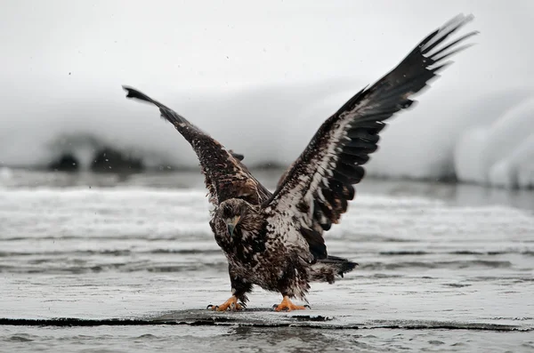 Eagle (Haliaeetus leucocephalus) landade — Stockfoto