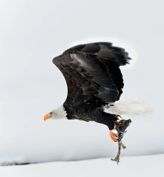 Flying eagle med fisken fastklämd i claws. — Stockfoto