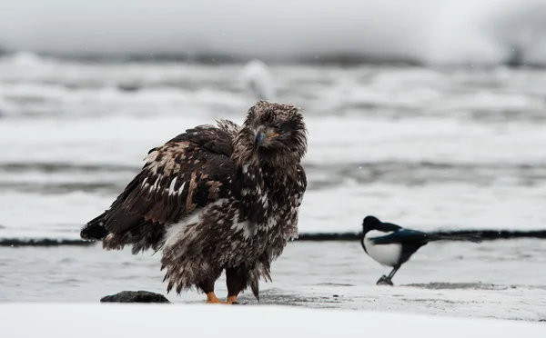 Νεαρός φαλακρός αετός με κίσσα — Φωτογραφία Αρχείου