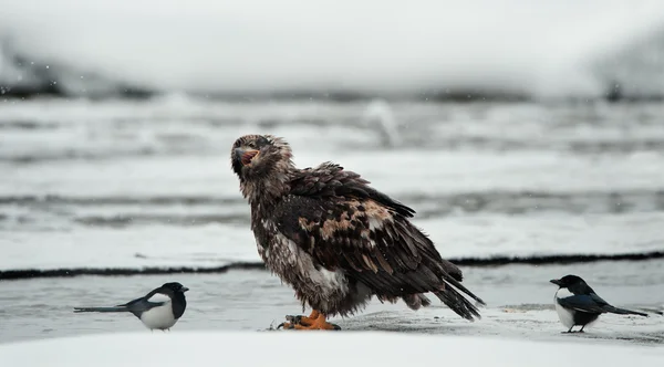 Joven águila calva con urraca — Foto de Stock