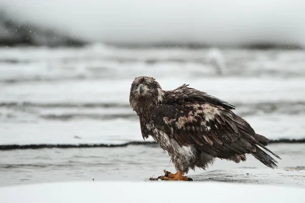 Joven águila calva — Foto de Stock