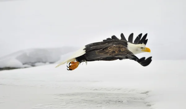 Vliegende bald eagle op sneeuw bedekt achtergrond. — Stockfoto