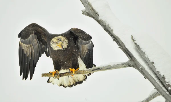 Φαλακρός αετός σκαρφαλωμένο σε κλάδο — Φωτογραφία Αρχείου