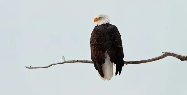 Águila calva posada en la rama —  Fotos de Stock