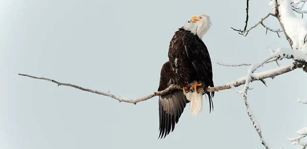 Águia careca empoleirada no ramo — Fotografia de Stock