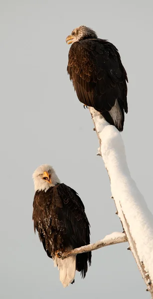 Bald eagles zat op tak — Stockfoto