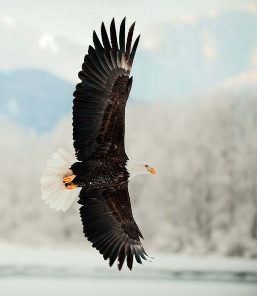 Flying Bald Eagle.