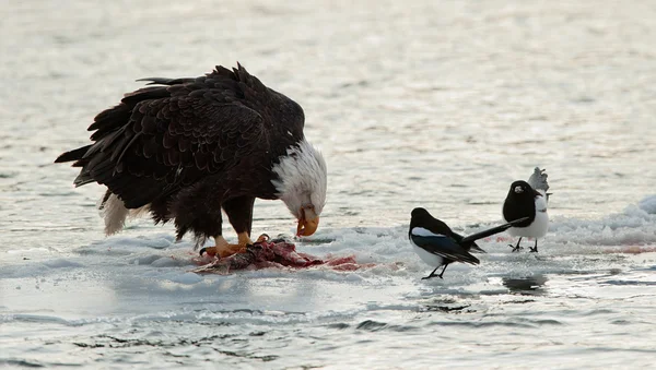 Bald eagle voeding — Stockfoto