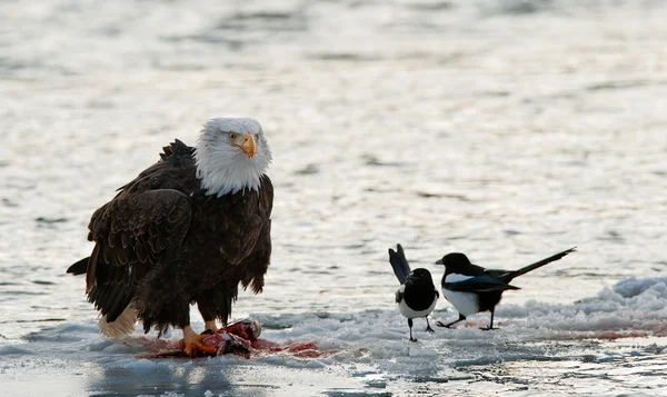 대머리 독수리 먹이 — 스톡 사진
