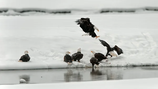 Alimentação de águias-carecas (Haliaeetus leucocephalus ) — Fotografia de Stock