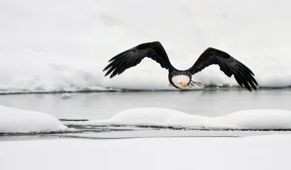 Létající orel bělohlavý. — Stock fotografie