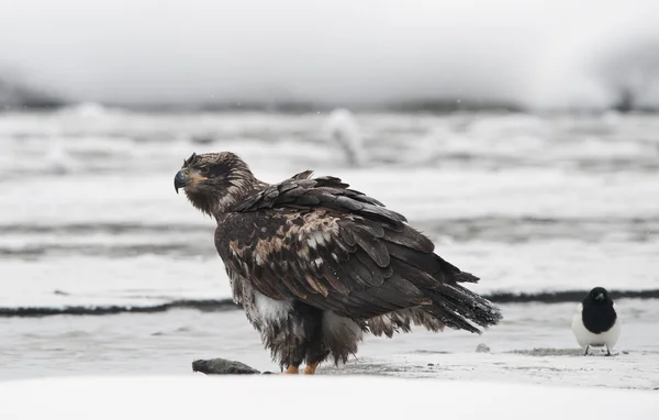 Jonge bald eagle met ekster — Stockfoto