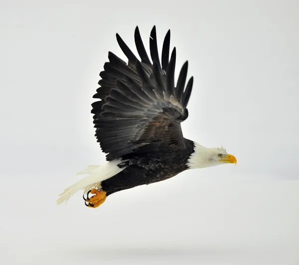 Fase de vuelo de un águila calva en vuelo sobre fondo cubierto de nieve . —  Fotos de Stock