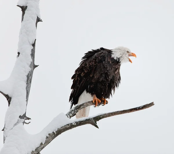 The shouting Bald eagle sits on a branch. Stock Photo