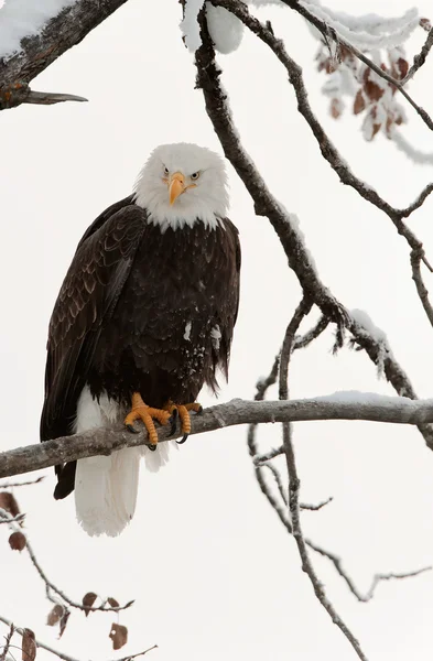 Bald eagle perched on branch Royalty Free Stock Photos