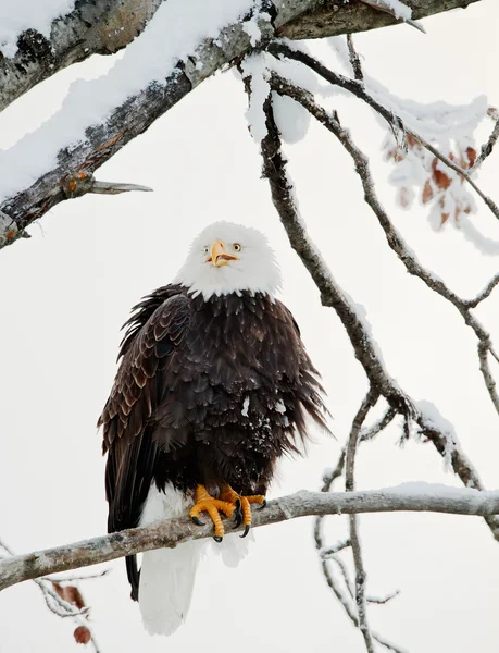 The shouting Bald eagle sits on a branch. Stock Photo