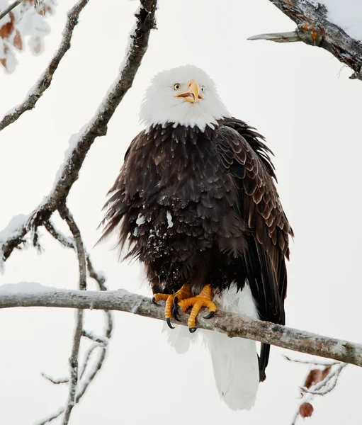The shouting Bald eagle sits on a branch. Stock Picture