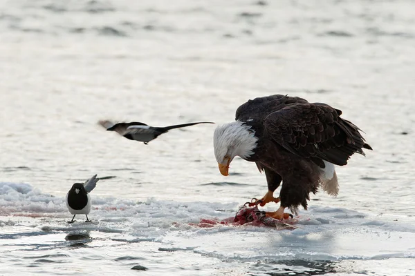 Bald Eagle feeding Stock Photo