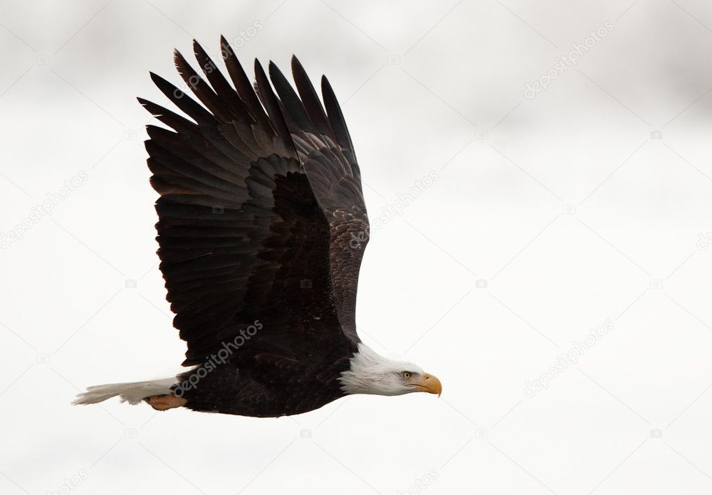 Phase of flight of an Bald Eagle in flight over snow covered background.