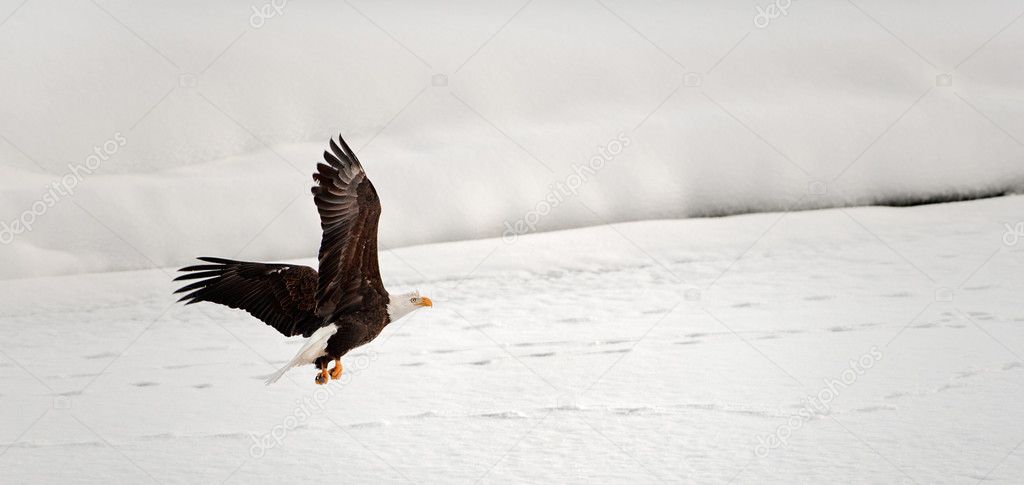 Flying Bald Eagle.