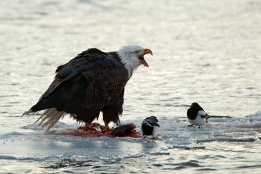 Bald Eagle feeding clipart