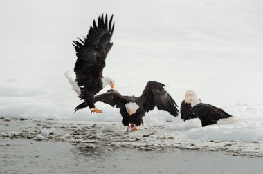 Kel Kartallar (Haliaeetus leucocephalus mücadele)