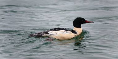 Ortak Merganser (Mergus merganser) Yetişkin erkek Yüzme