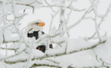 Kel kartal kar dalında