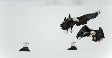 Savaşan Kel Kartallar (Haliaeetus leucocephalus)