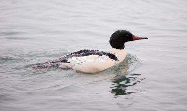 Ortak Merganser (Mergus merganser) Yetişkin erkek Yüzme