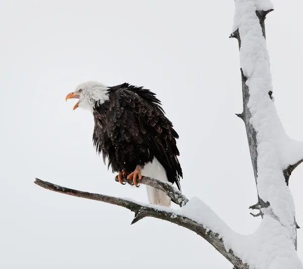 Skrika bald eagle sitter på en gren. — Stockfoto