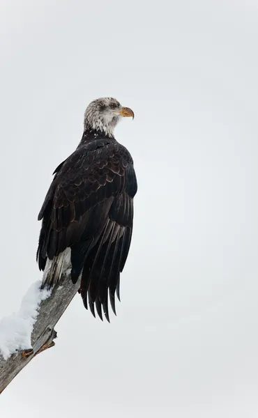 Águila calva posada en la rama — Foto de Stock