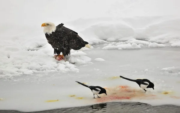 Alimentación águila calva — Foto de Stock