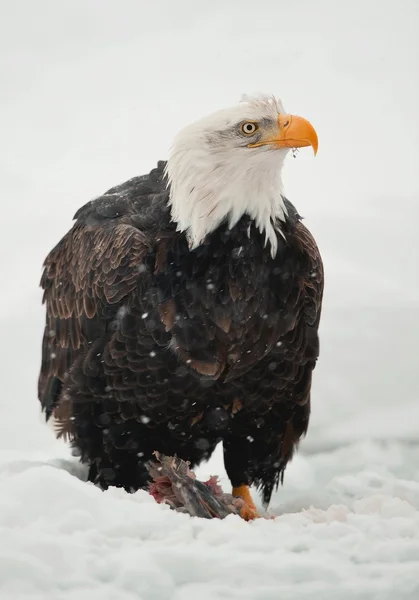 Bald eagle utfodring — Stockfoto