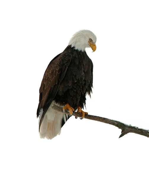 Aquila calva appollaiata su ramo — Foto Stock
