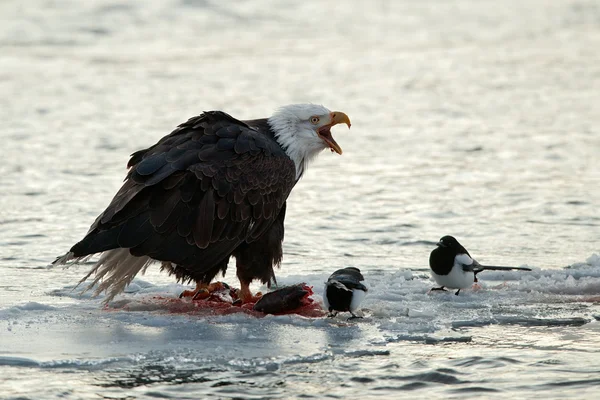 Bald eagle voeding — Stockfoto